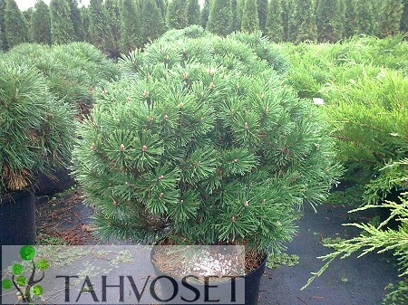 Pinus mugo 'Mops', kääpiövuorimänty